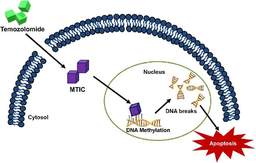 Mechanism-of-action-of-temozolomide