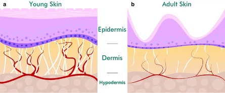 55Biological Changes Why 25 55Biological Changes Why 25