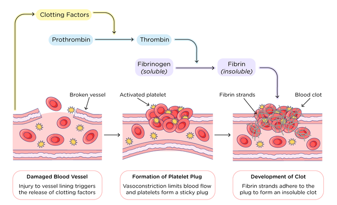 effect of Limaprost 2